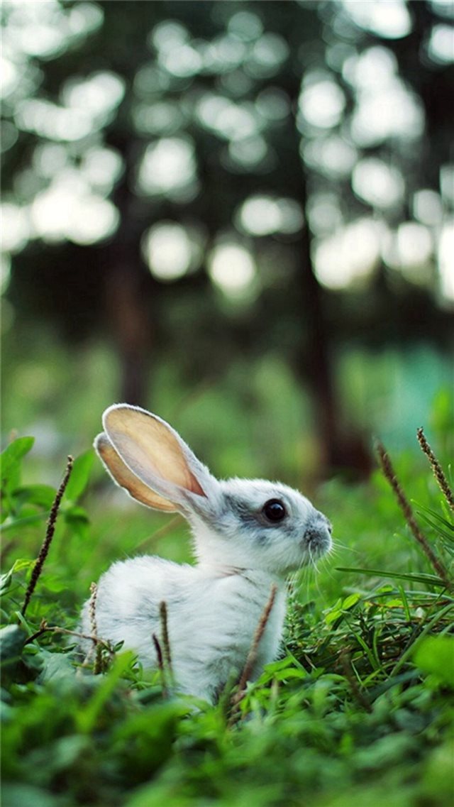 Little Rabbit Grassland iPhone 8 wallpaper 