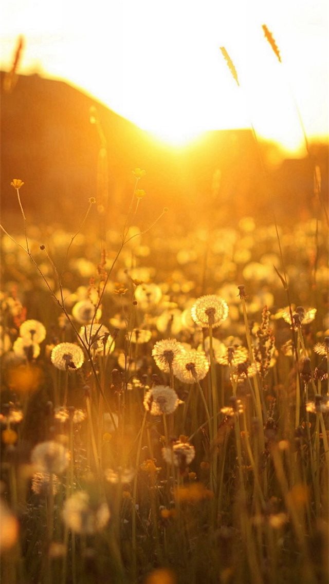 Nature Dandelion Sunlight Field iPhone 8 wallpaper 