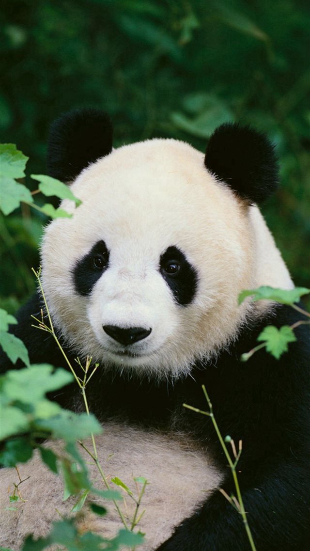 Panda Woods Nature iPhone 8 wallpaper 
