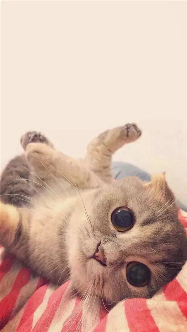 Play Cute Cat Pet Animal iPhone 8 wallpaper 