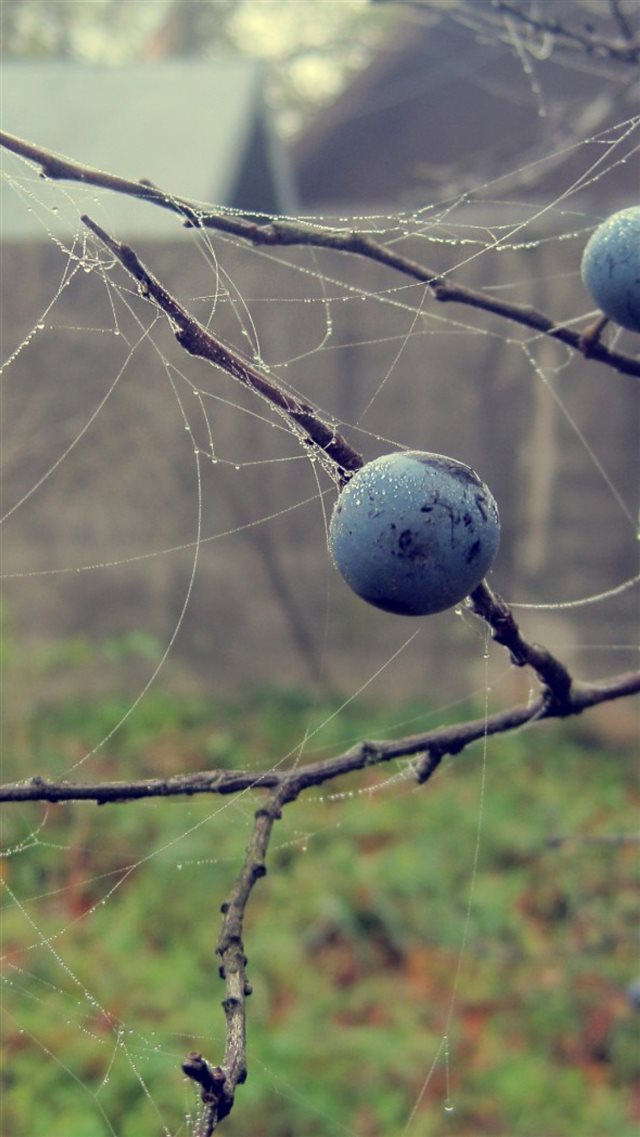 Berries Drops Macro Autumn iPhone 8 wallpaper 