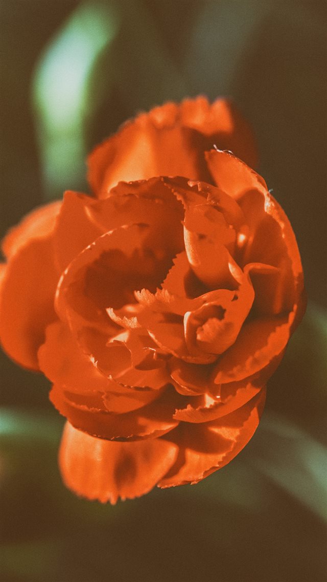 Flower Rose Petals Macro Bud iPhone 8 wallpaper 