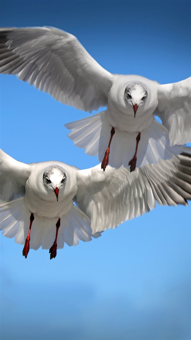 Gulls Birds Flying Flapping iPhone 8 wallpaper 