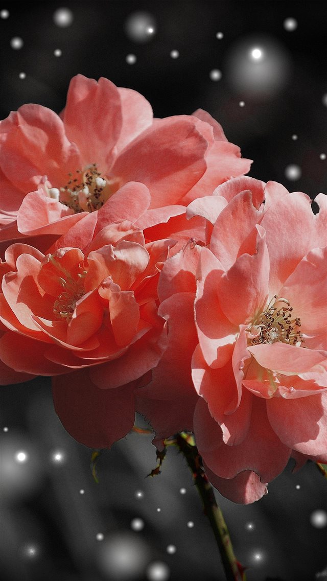 Flower Pink Snow Nature Art Closeup iPhone 8 wallpaper 