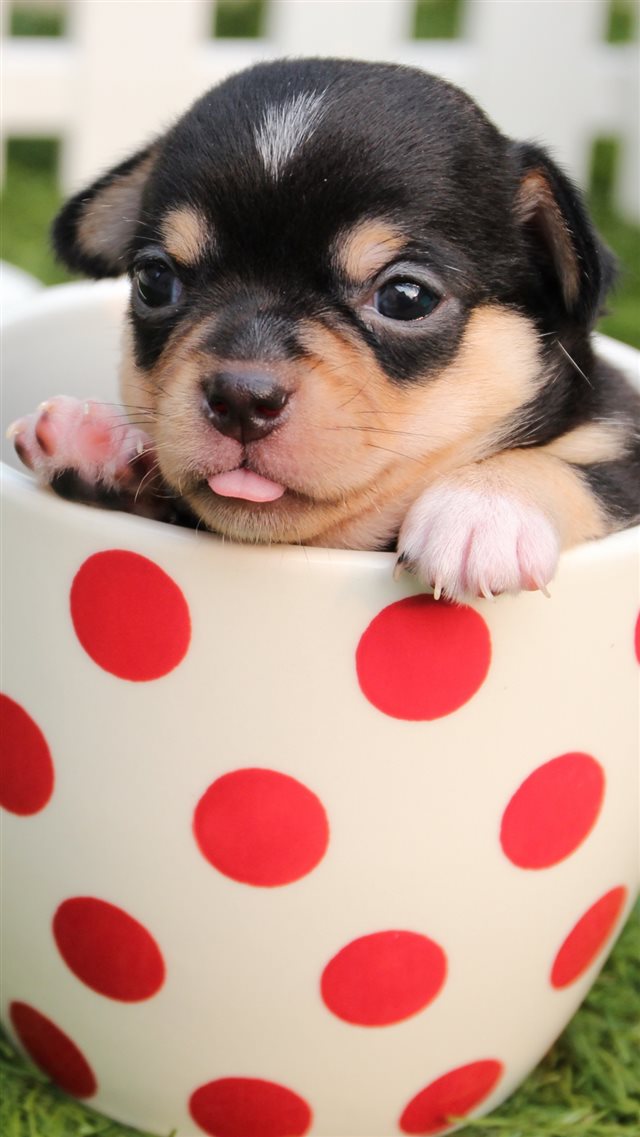 Puppy Dog Cup iPhone 8 wallpaper 