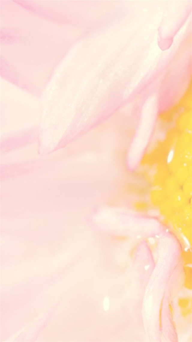 Natural Beautiful Pink Flower Petal Zoom iPhone 8 wallpaper 