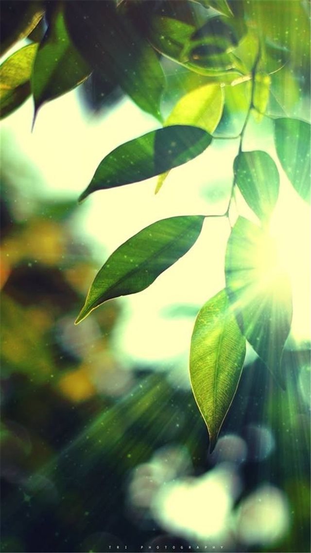 Sunshine Bokeh Leafy iPhone 8 wallpaper 