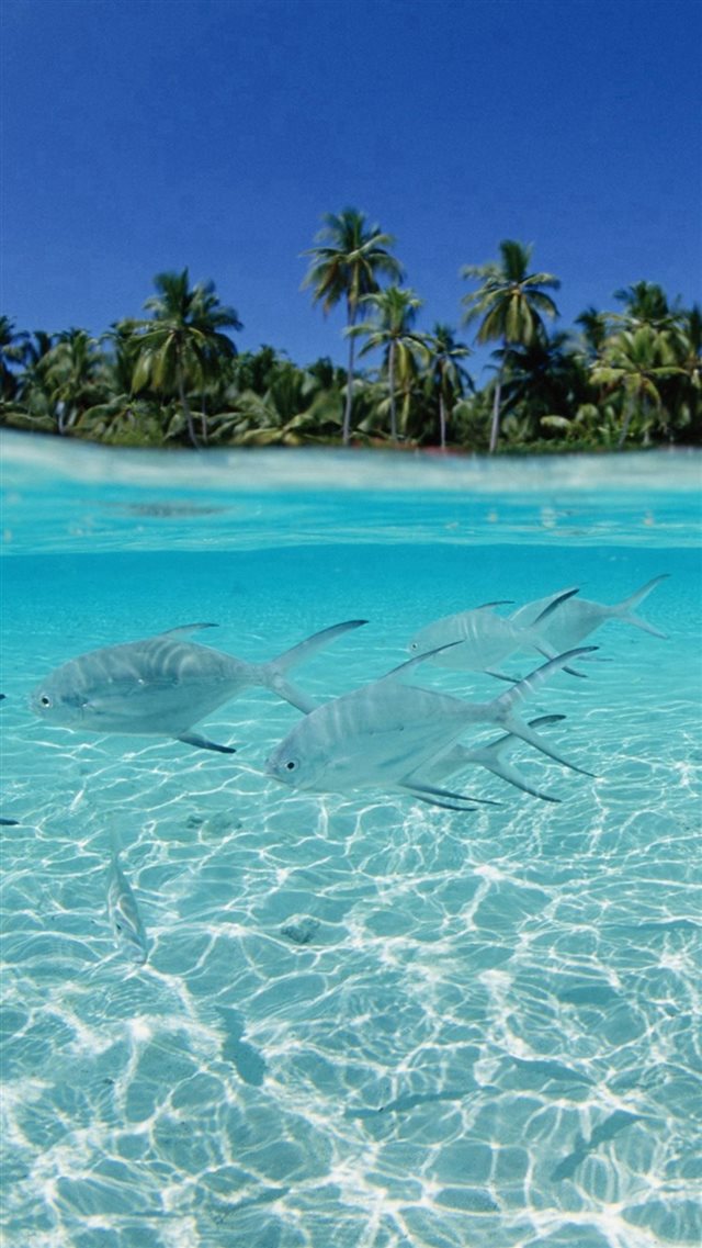 Tropical Pure Sea Fish Scenery iPhone 8 wallpaper 
