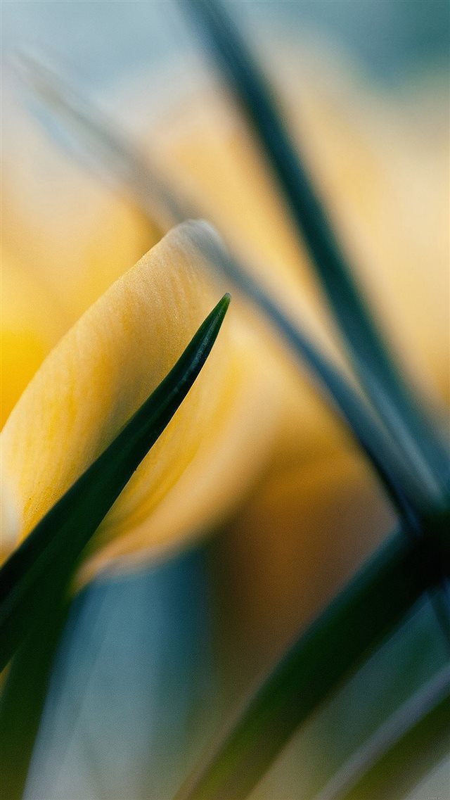 Yellow Crocus Flower Beauty Nature iPhone 8 wallpaper 