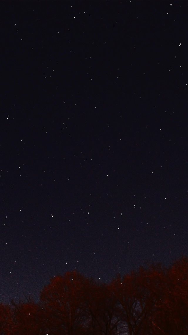Night Sky Dark Star Lights Tree Nature iPhone 8 wallpaper 