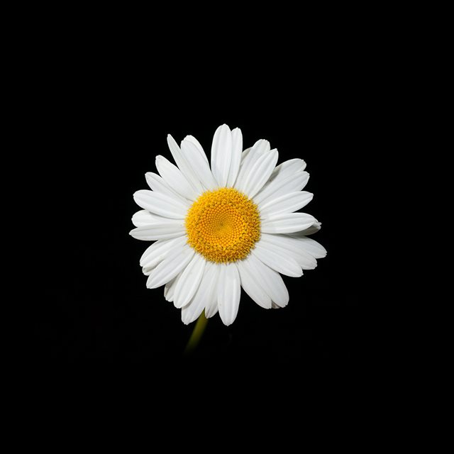 Daisy Flower Dark Nature iPad wallpaper 