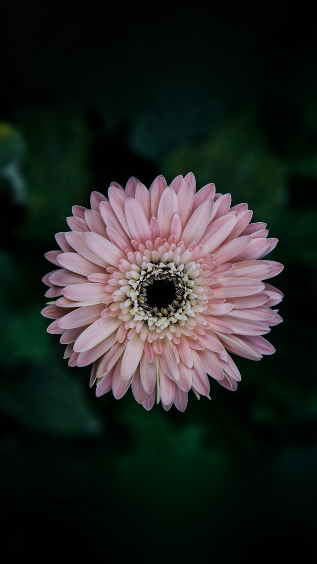 Flower Center Pink Macro iPhone 8 wallpaper 