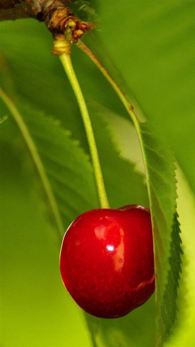 Nature Fresh Cherry Fruit iPhone 8 wallpaper 