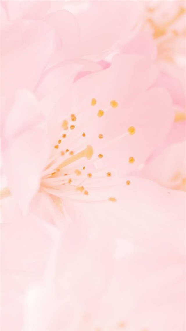 Pure Bloomy Pink Flower Macro iPhone 8 wallpaper 
