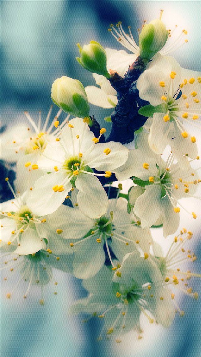 Blossom Branch Bud Spring Closeup iPhone 8 wallpaper 