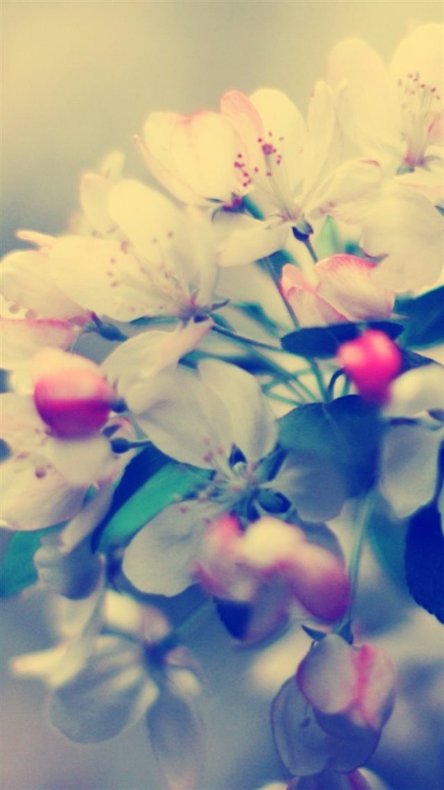 Blossom Branch Flower Glare Macro iPhone 8 wallpaper 