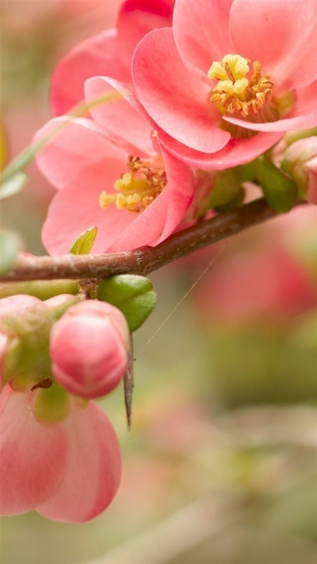 Flower Blossom Pink Branch Bright iPhone 8 wallpaper 