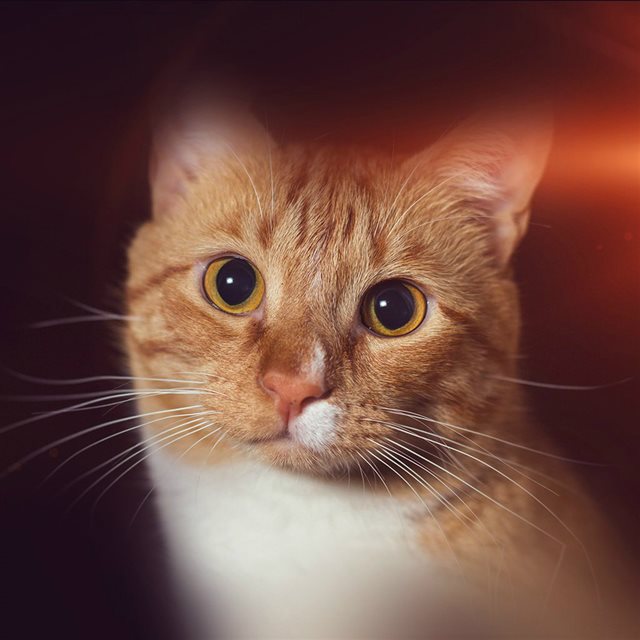 Cat Face Eye Animal Cute Nature Flare Orange iPad wallpaper 