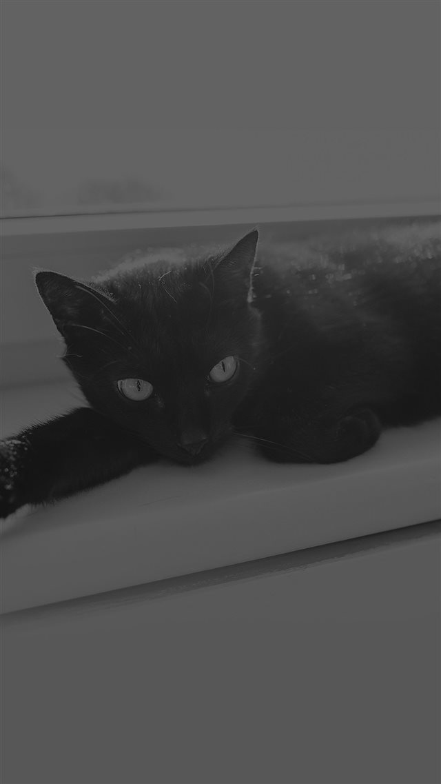 Black Cat Animal Cute Watching Dark Bw iPhone 8 wallpaper 