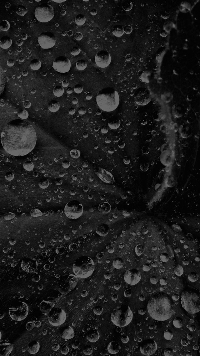 Water Drop On Leaf Summer Dark Bw Live Black iPhone 8 wallpaper 
