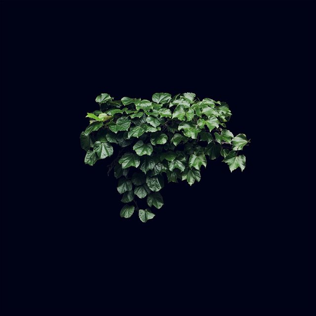 Dark Nature Green Flower Leaf iPad wallpaper 