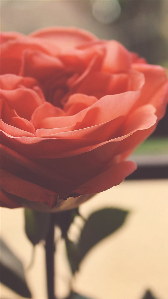 Rose Flower Nartue Home Love Art iPhone 8 wallpaper 