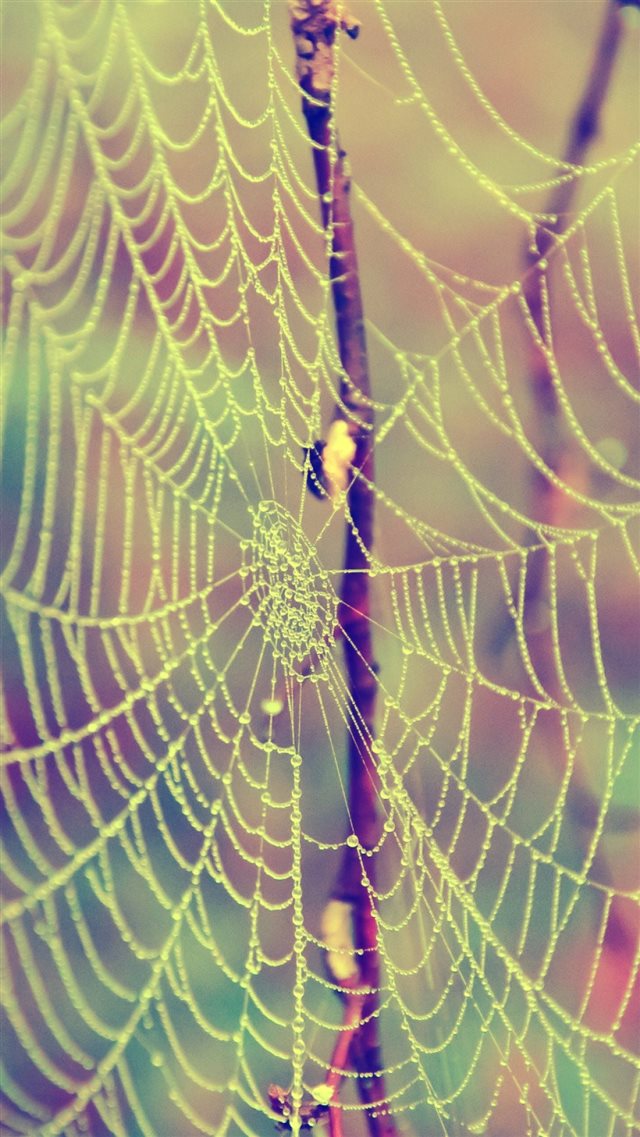 Web Drops Dew Branches iPhone 8 wallpaper 