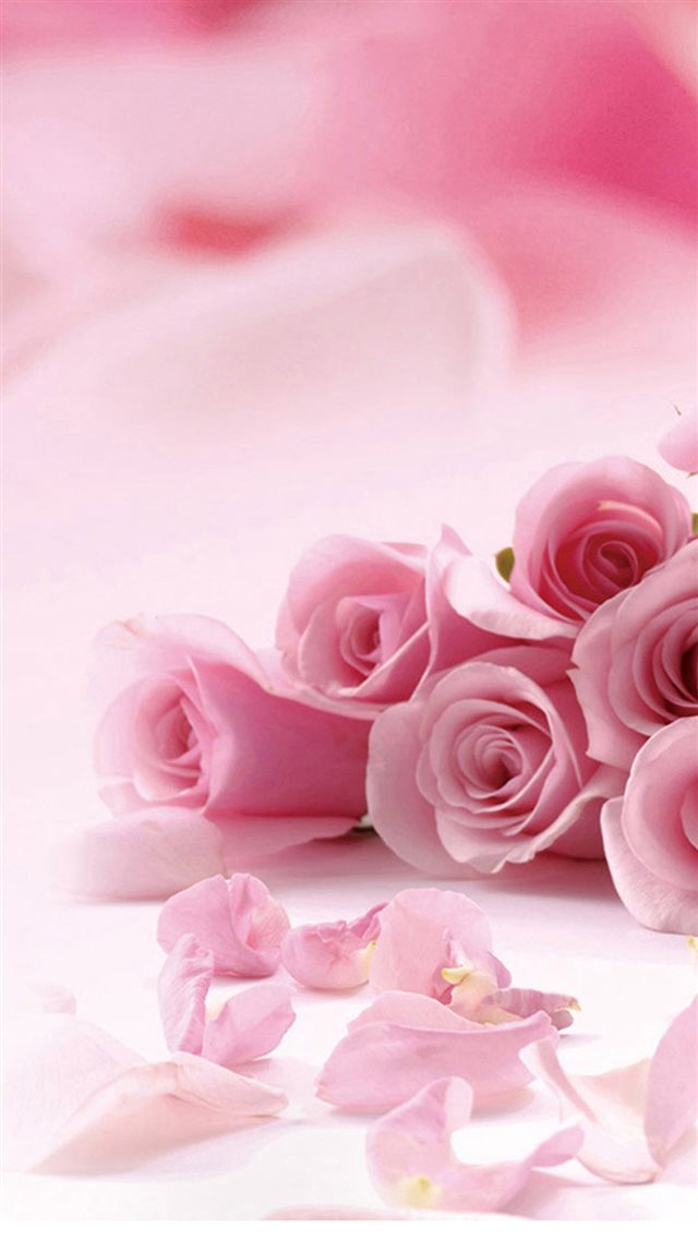 Pink Roses Flower Petals  iPhone 8 wallpaper 