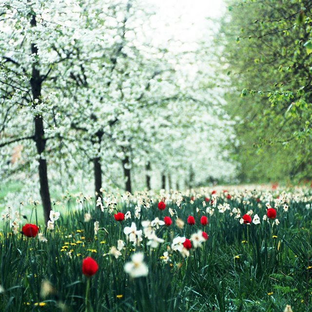 Beautiful Bloomy Garden Grove Bokeh iPad wallpaper 