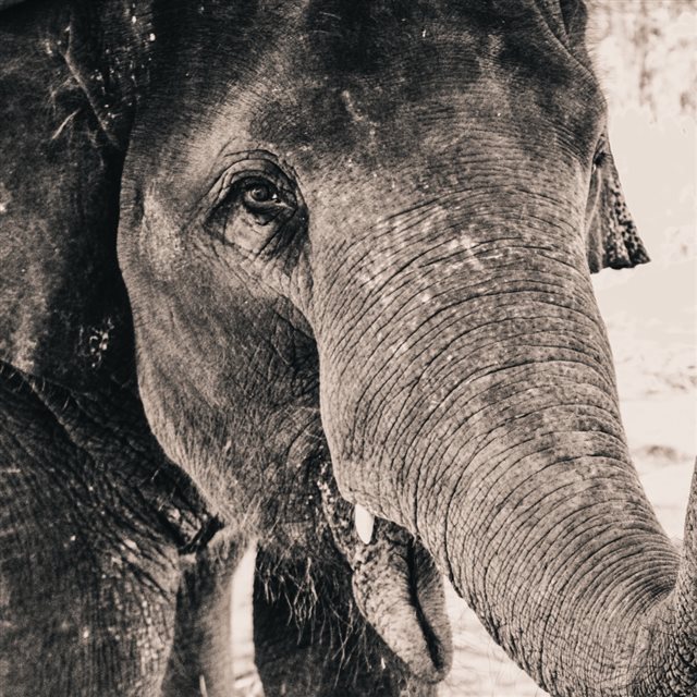 Elephant Trunk Close Up iPad wallpaper 
