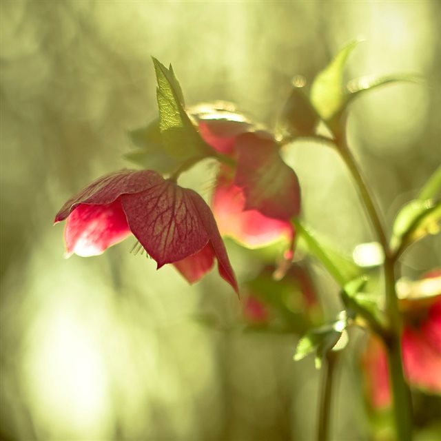 Sunny Red Flower Plant Macro Bokeh iPad wallpaper 