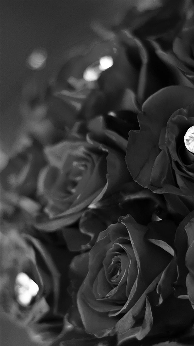 Flower With Diamond Dark Bw Love Propose iPhone 8 wallpaper 