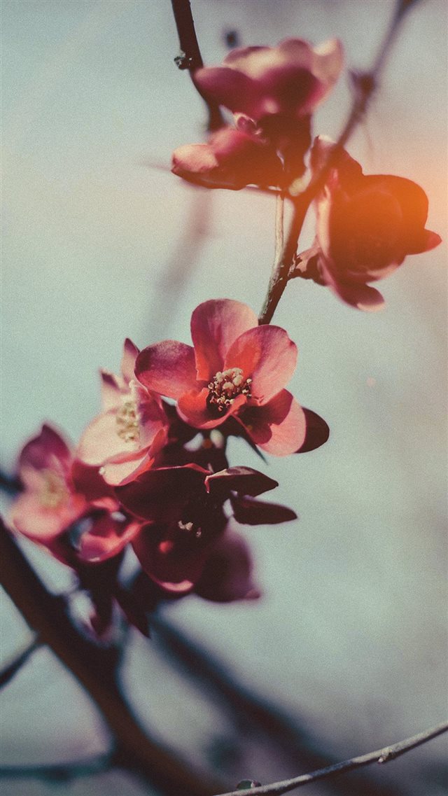 Flower Nostalgia Tree Spring Blossom Nature Flare iPhone 8 wallpaper 