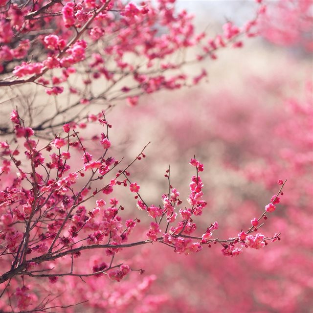 Pink Blossom Nature Flower Spring iPad wallpaper 