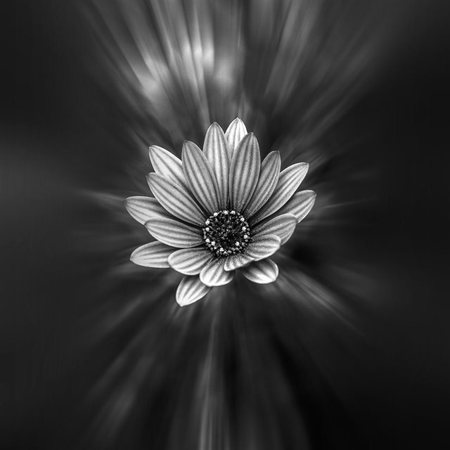 Flower Dark Black Nature Bw iPad wallpaper 