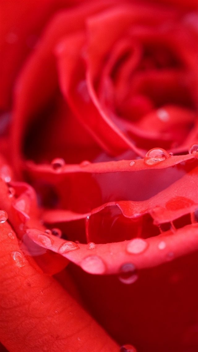 Rose Bud Red Wet Dew Drops iPhone 8 wallpaper 