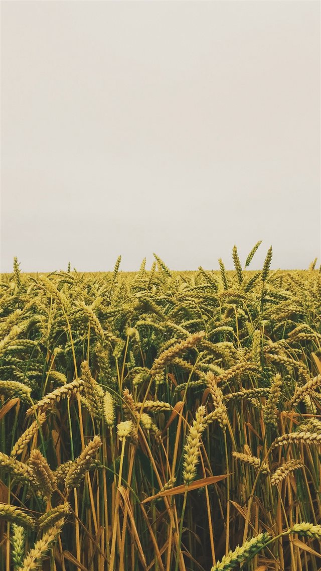 Flower Reed Field Rice Nature Green Yellow iPhone 8 wallpaper 