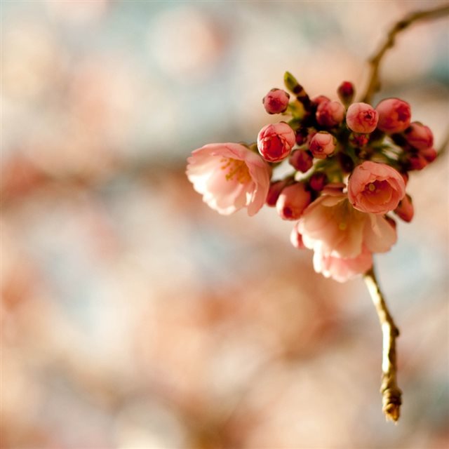 Cherry Blossom Branch iPad wallpaper 