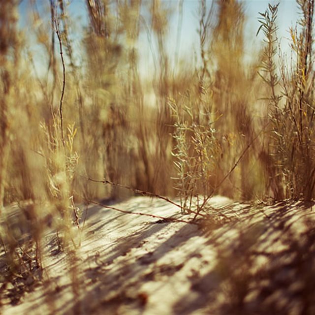 Nature Drought Desert Grass Plant iPad wallpaper 