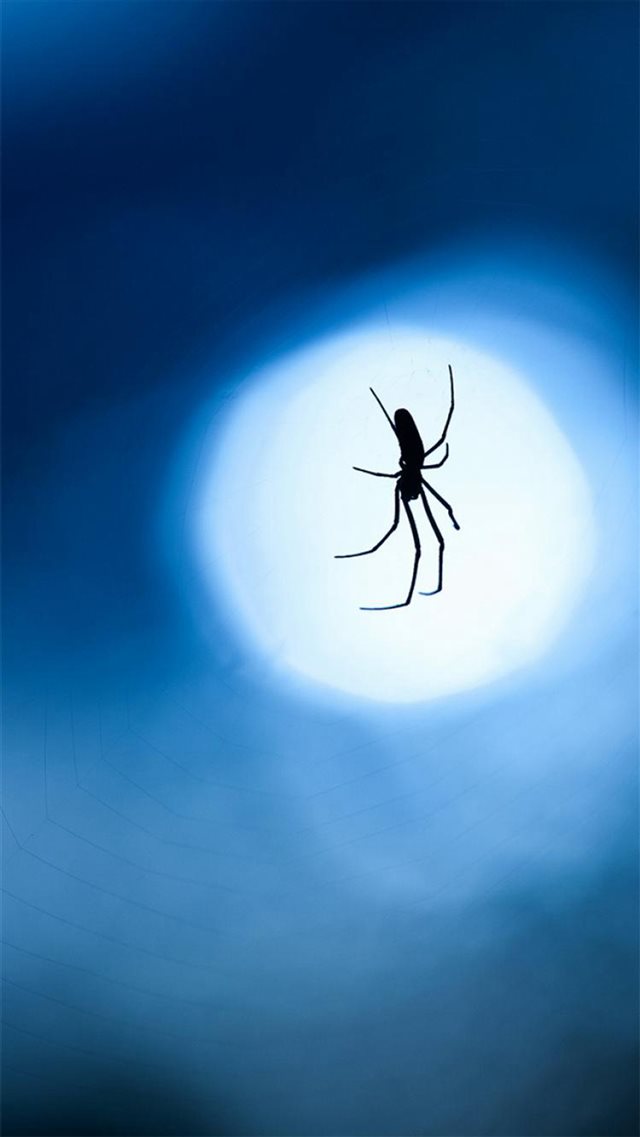 Nature Night Moonlight Shadow Single Ant iPhone 8 wallpaper 