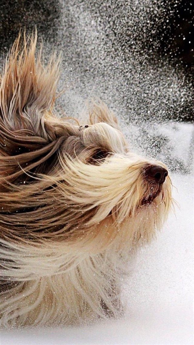 Blowing Snowy Lovely Dog Animal Pet iPhone 8 wallpaper 