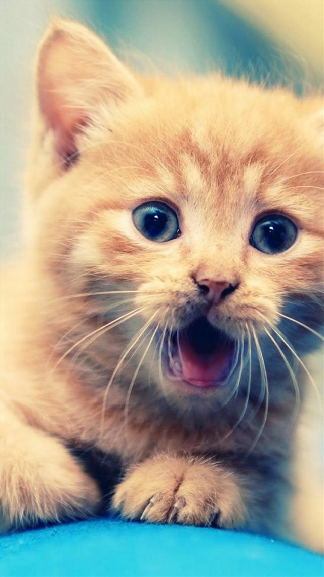Little Shouting Staring Kitten Cat Animal iPhone 8 wallpaper 