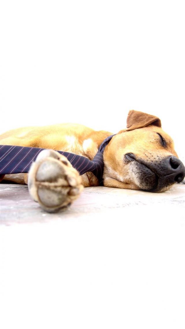 Sleeping Lying Dog Animal Pet iPhone 8 wallpaper 