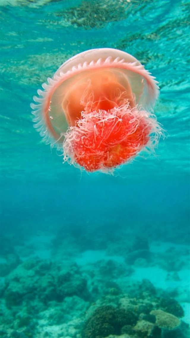 Wonderful Undersea Ocean Beautiful Jellyfish iPhone 8 wallpaper 