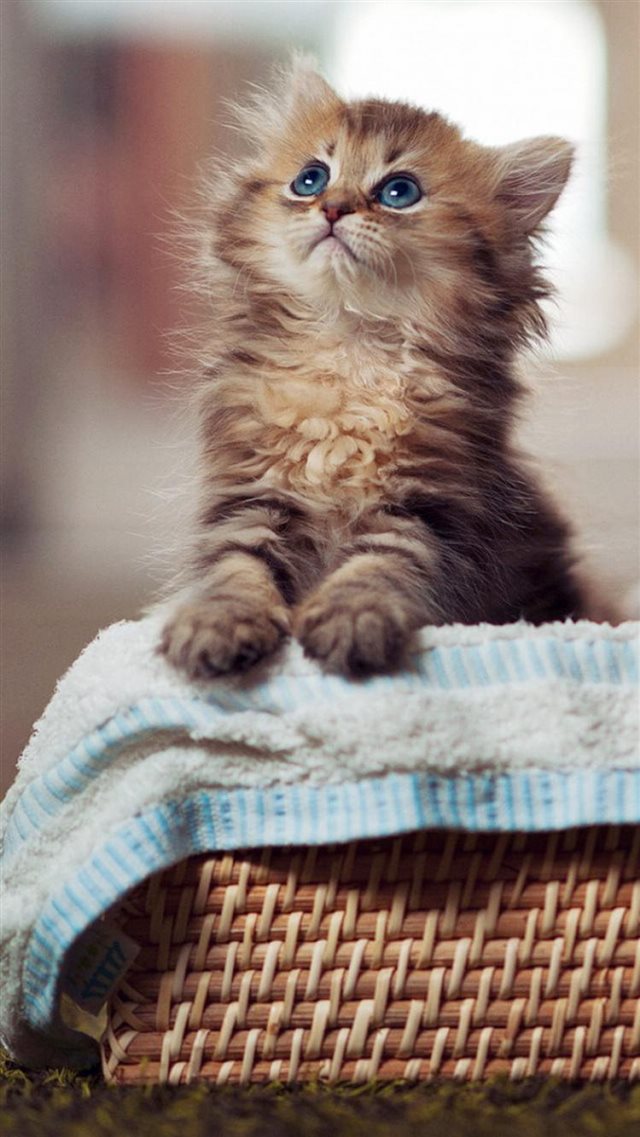 Cute Looking Up Kitten Cat Animal iPhone 8 wallpaper 