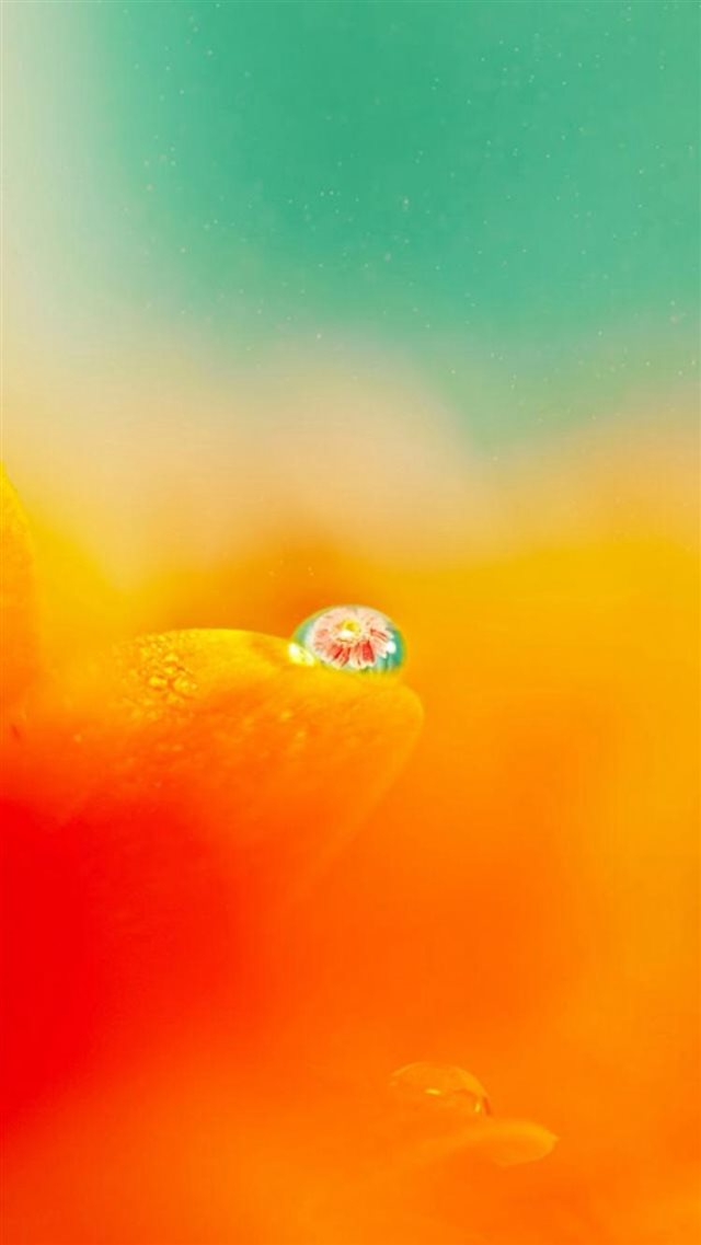 Nature Blurry Pure Orange Flower Petal Dew Waterdrop iPhone 8 wallpaper 