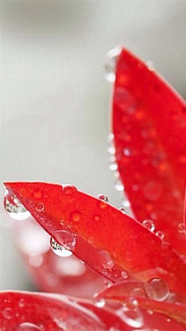 Pure Red Petal Dew Wet Macro iPhone 8 wallpaper 