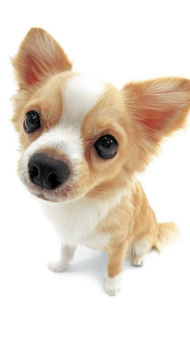 Cute Lovely Pet Puppy Dog Animal iPhone 8 wallpaper 