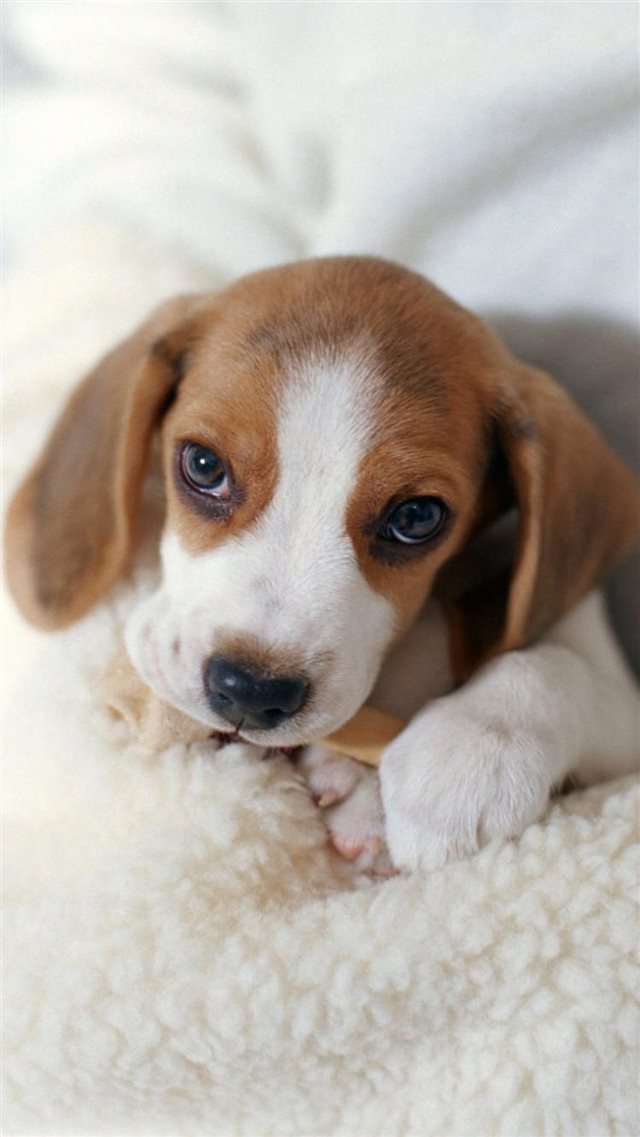 Cute Lovely Lying Puppy Dog iPhone 8 wallpaper 