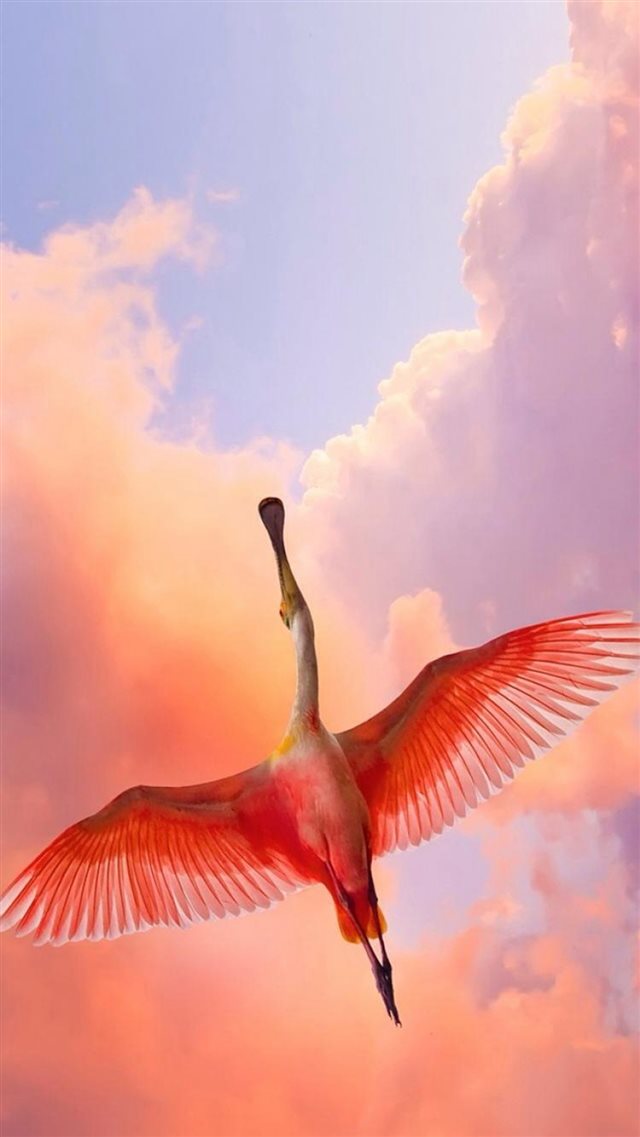 Flamingo Bird Flying Sky View iPhone 8 Wallpapers Free Download